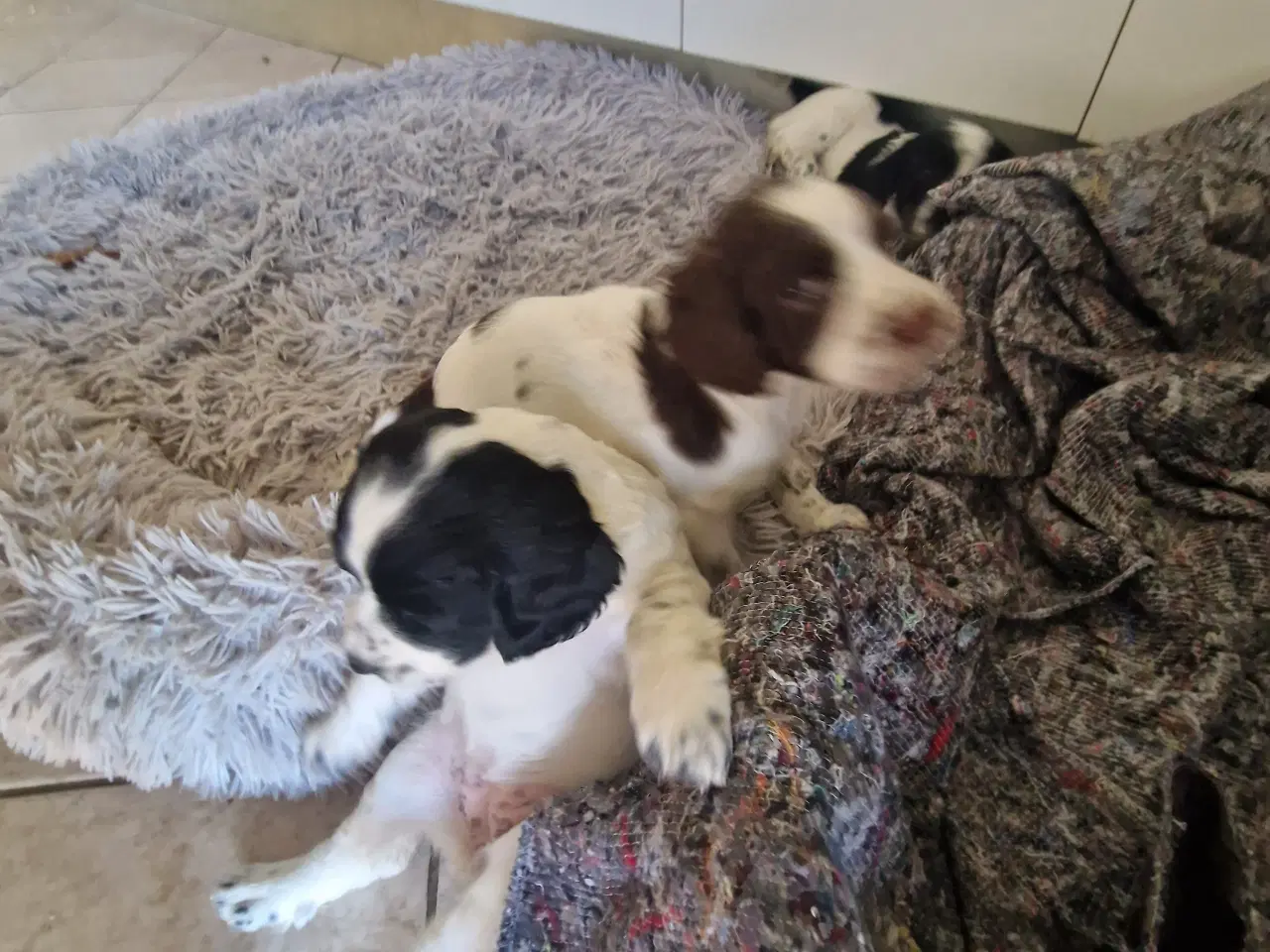 Billede 8 - Engelsk springer spaniel 