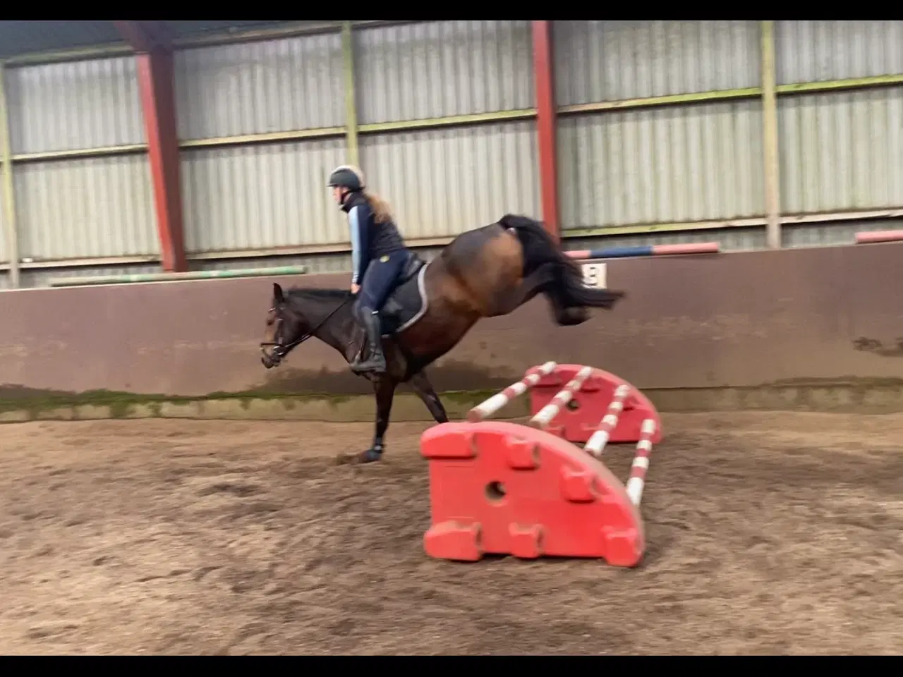 Billede 10 - New Forest 