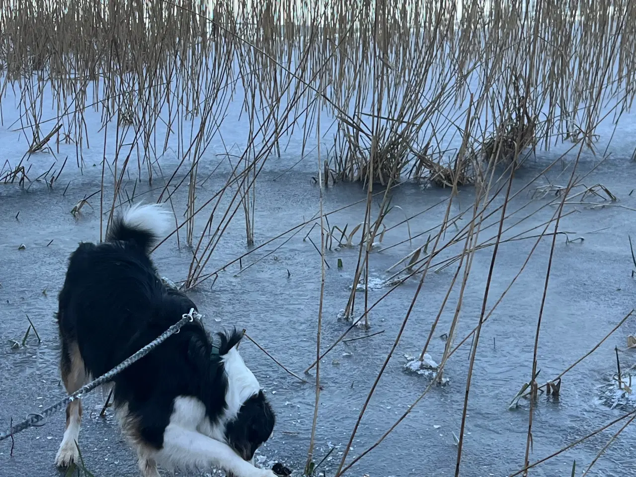 Billede 4 - australian shepherd 