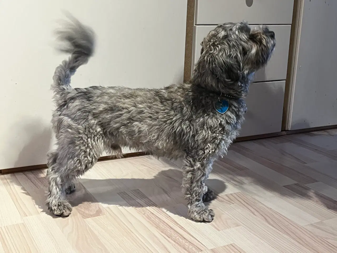 Billede 6 - Kun 3 skønne hanner tilbage nu!