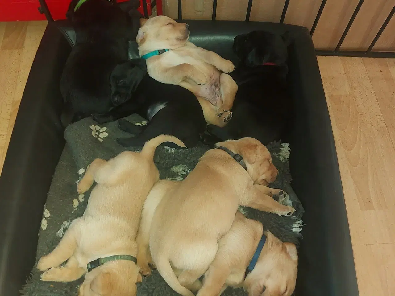 Billede 13 - Labrador blandings hvalpe