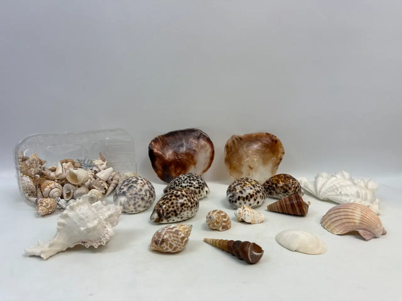 Billede 2 - Stor samling sneglehuse, skaller og konkylier  