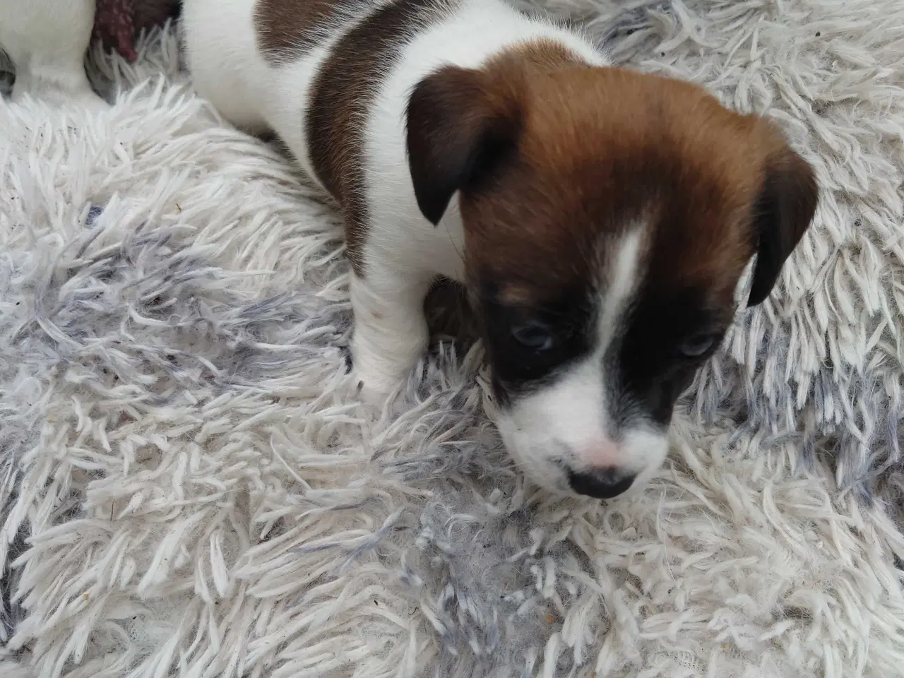 Billede 6 - Jack Russel hvalp (lav benet type).