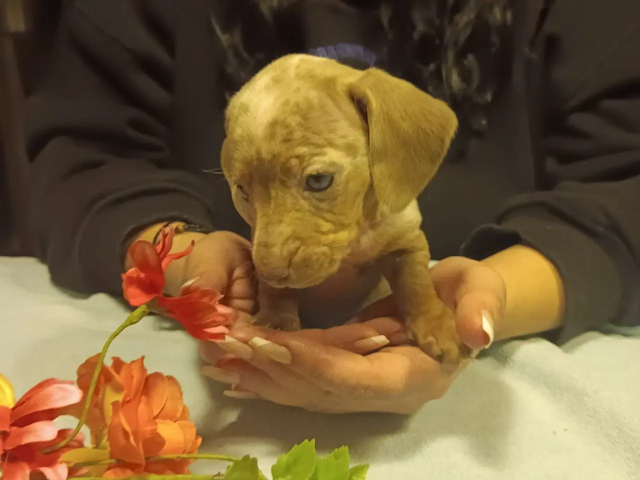 Billede 3 - Unik  minniature Gravhund