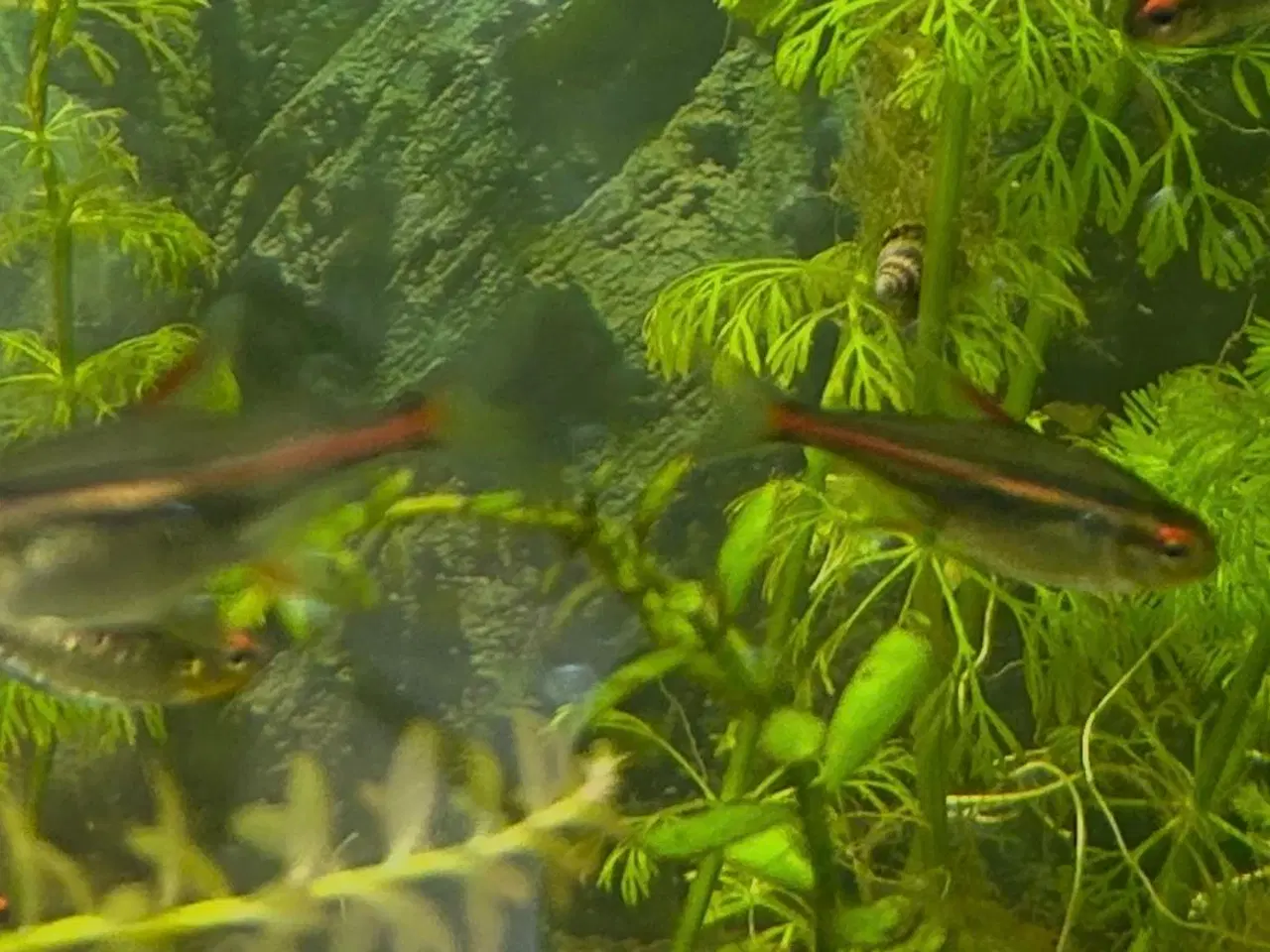 Billede 3 - 🐠 Glødelys Tetra – flotte, sunde stimefisk ✨