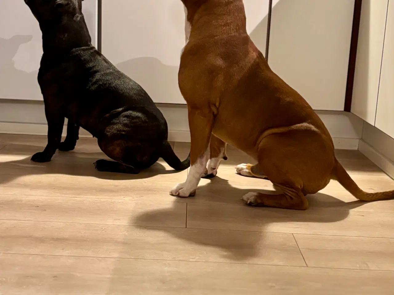 Billede 7 - Engelske stafford Bull terrier stadfy