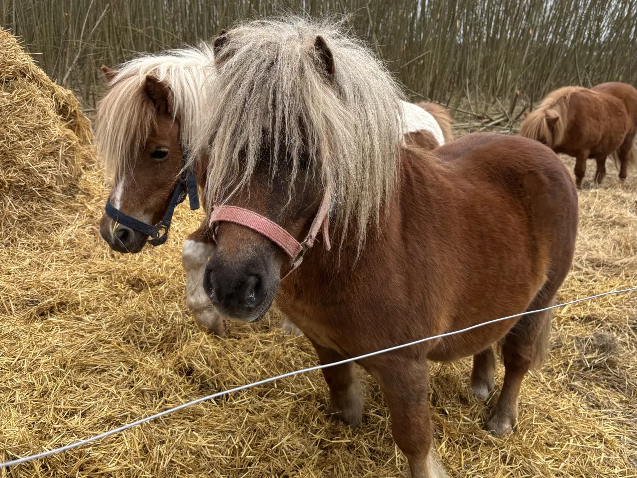 Billede 3 - Charmerende og avlssikker shetlænderhingst