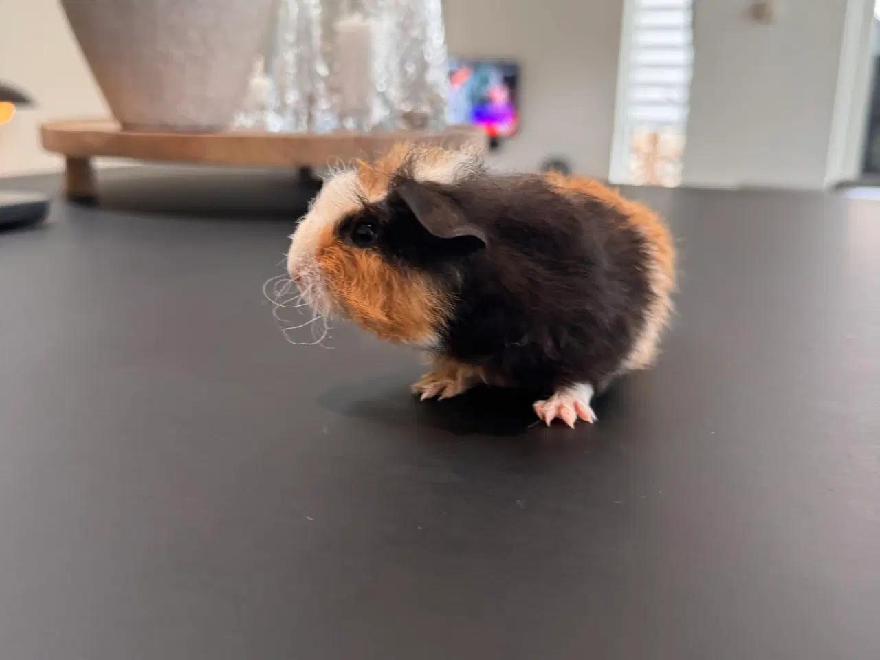 Billede 1 - Marsvin unger, 10 stk blandet