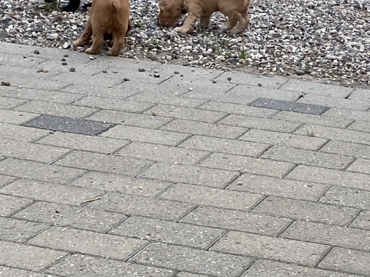 Billede 4 - Friske cockerspaniel hvalpe