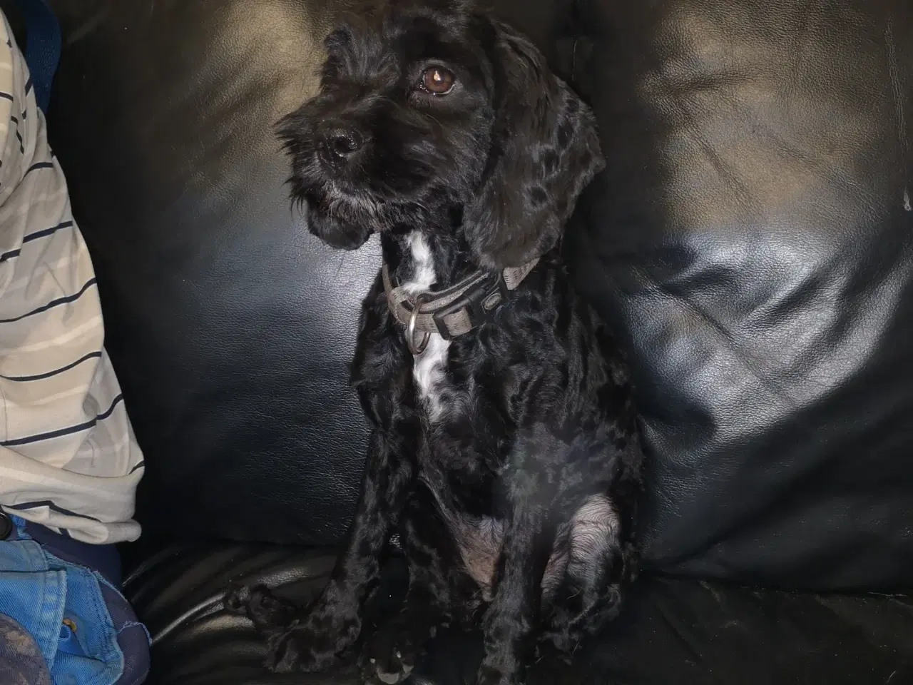 Billede 7 - cockapoo tæve