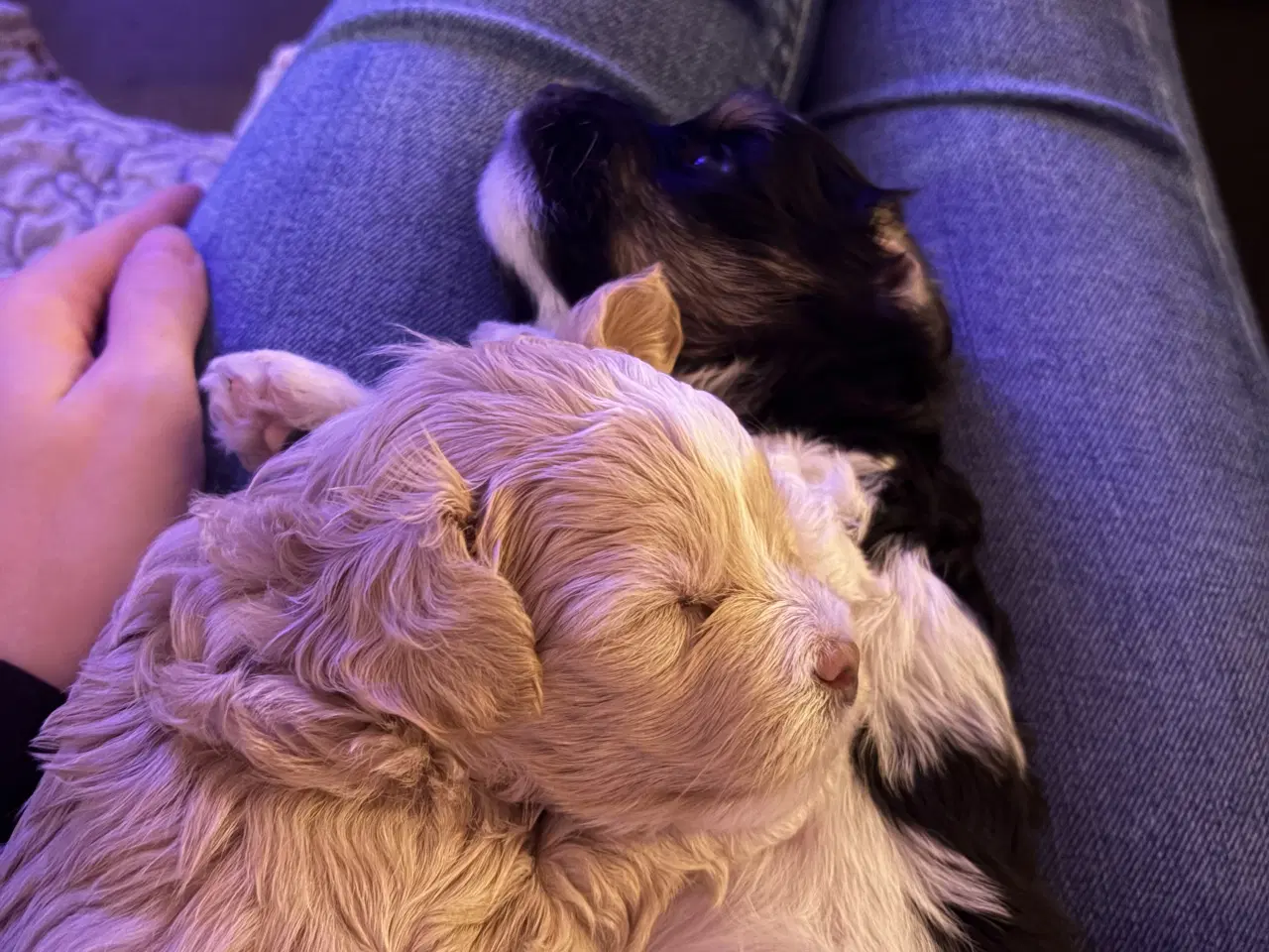 Billede 3 - Blandingsrace hundehvalp