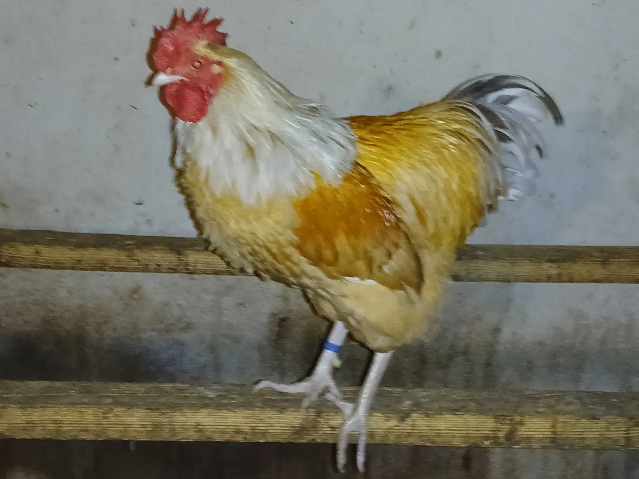 Billede 1 - gul splatz columbia dværg Sussex