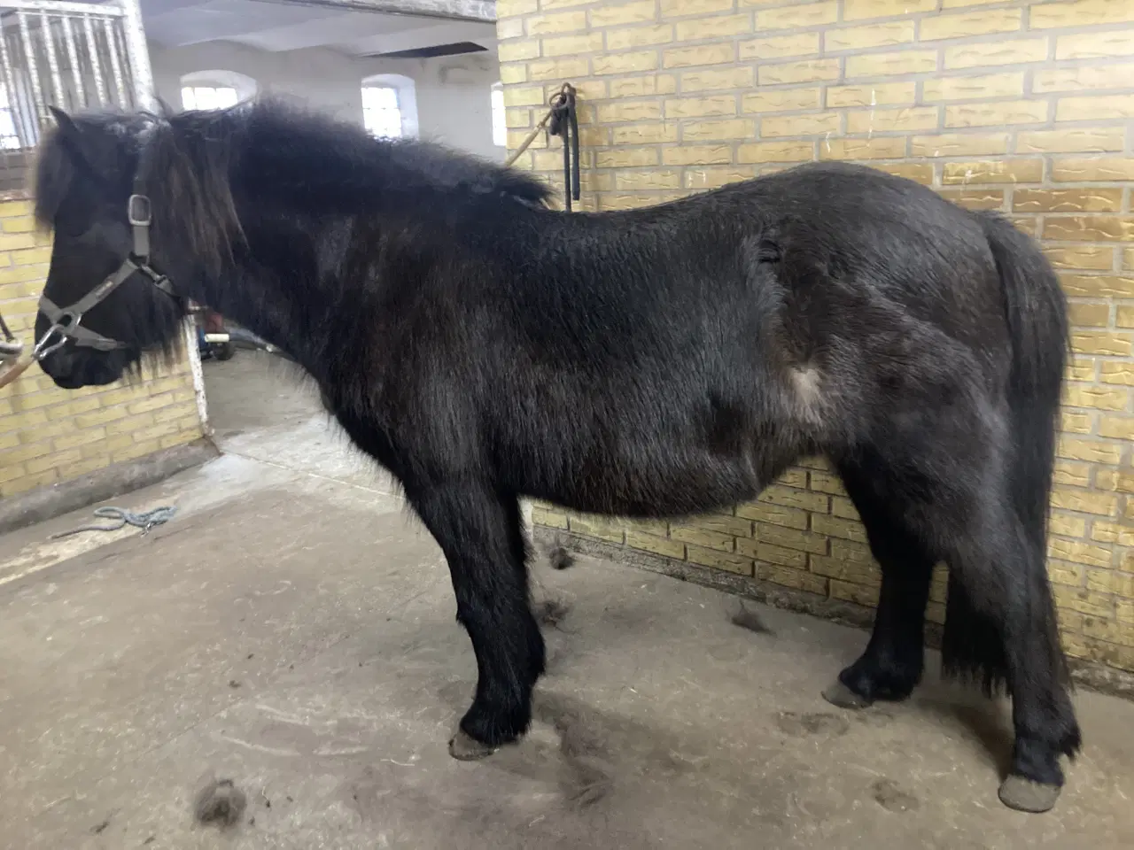 Billede 2 - Islænder hoppe