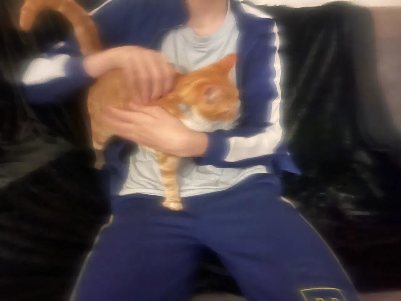 Billede 8 - Smukke Indendørs killinger