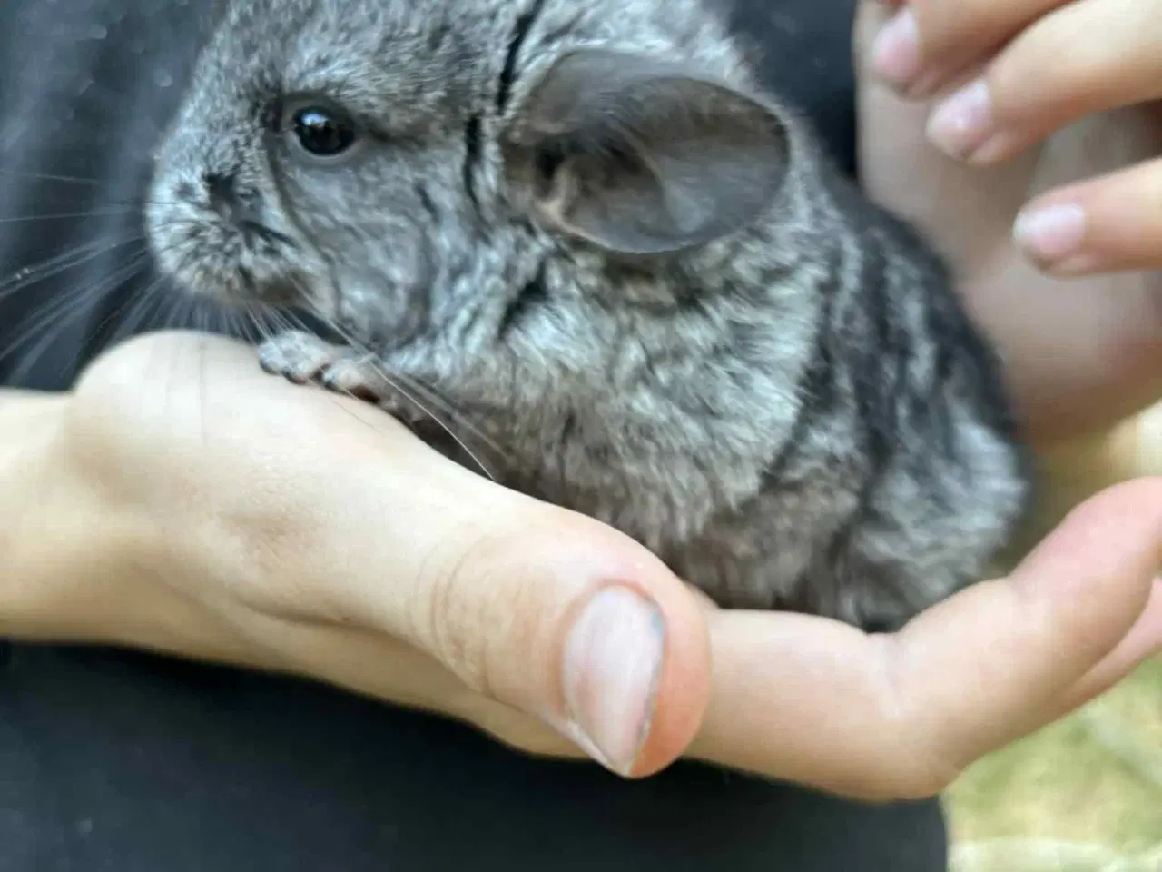 Billede 2 - Chinchilla unger
