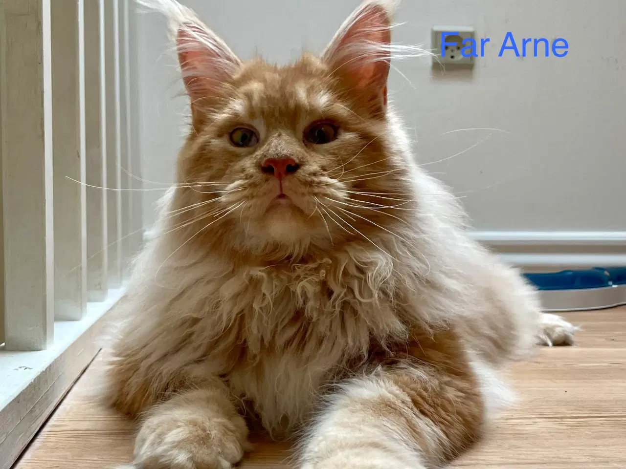 Billede 9 - Maine Coon Killinger