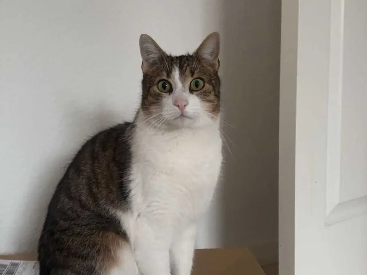 Billede 6 - 💔 HASTER – Vores elskede Amigo søger nyt hjem 💔