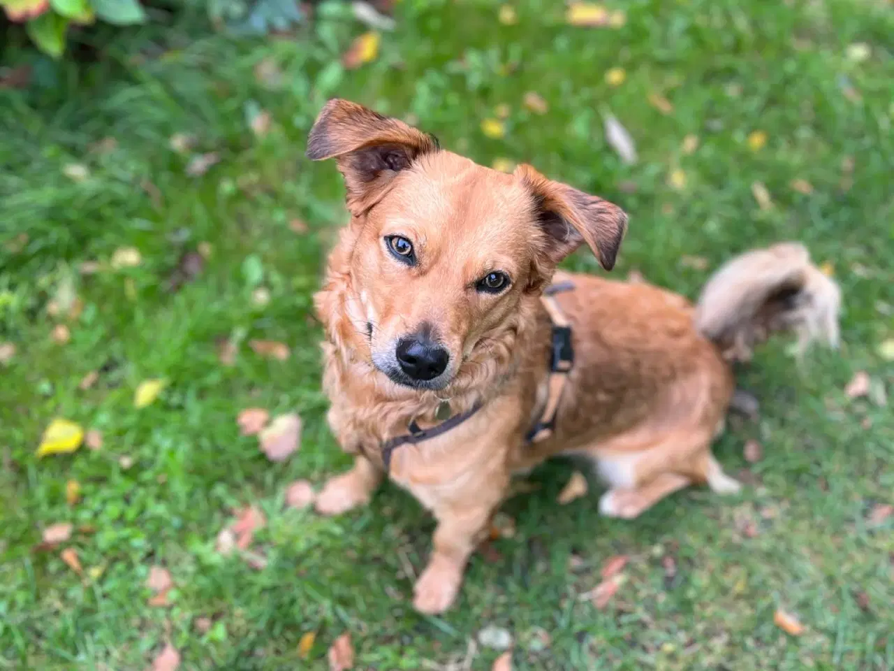 Billede 1 - Sødeste Nino leder efter ny familie 🩵