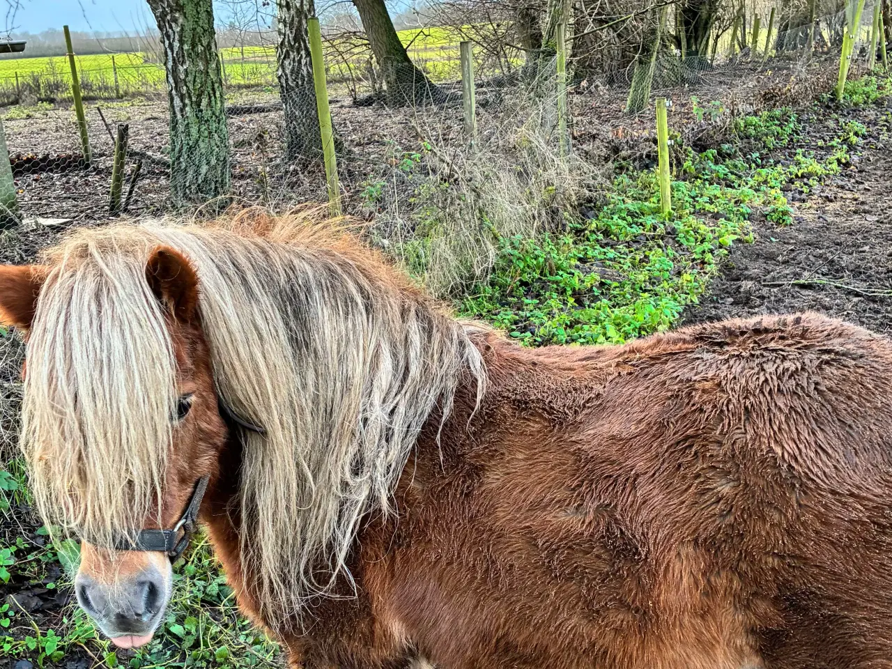 Billede 8 - Hingst/avlhopper Sælges 