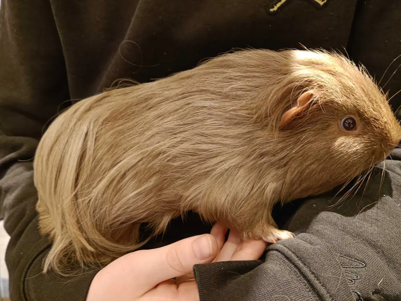 Billede 3 - Marsvin, 2 hanner