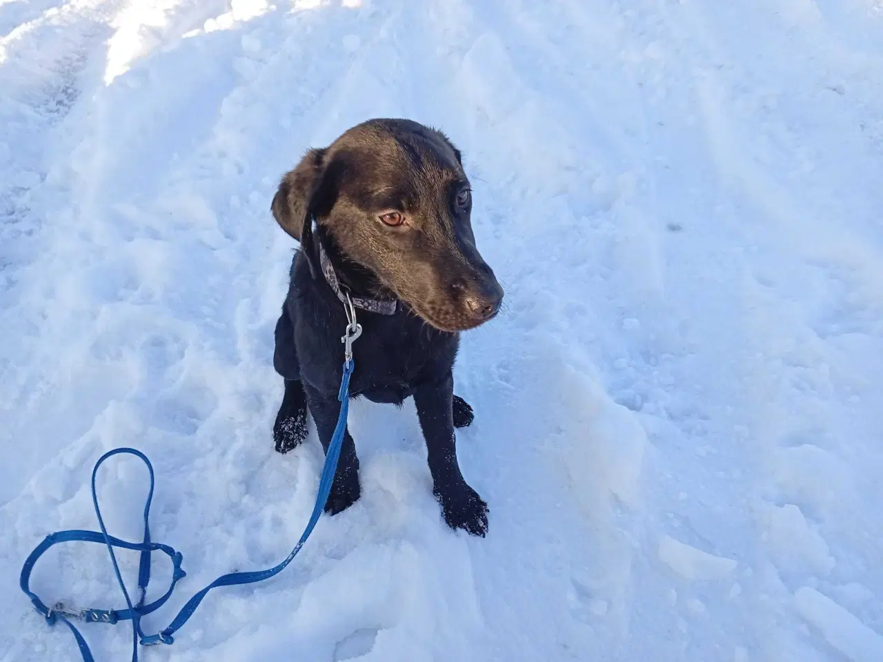 Billede 3 - Labrador Retriever 