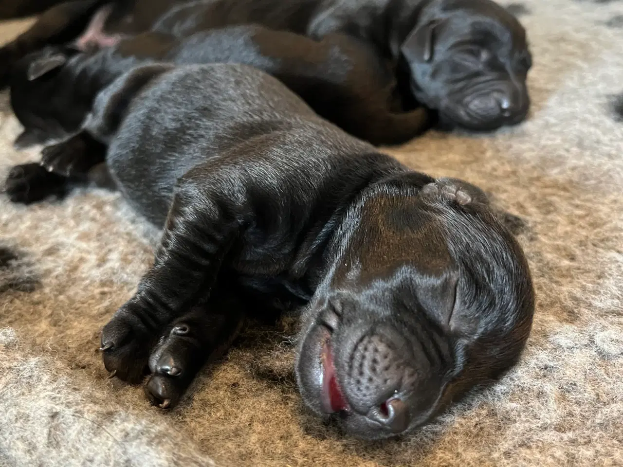 Billede 2 - 🐾 Labrador Formel 1 Hvalpe til Salg 🐾