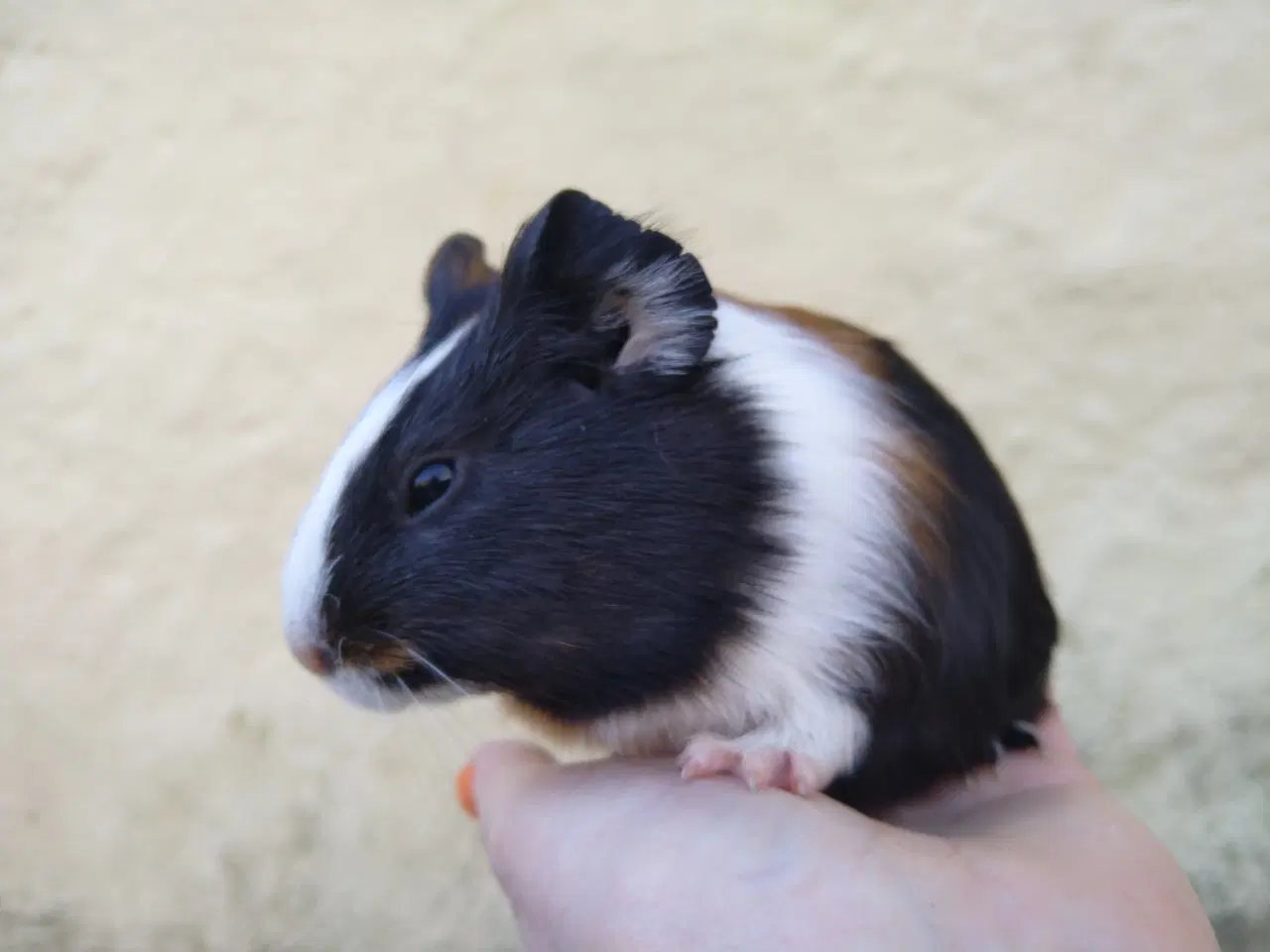 Billede 5 - 2 søstre