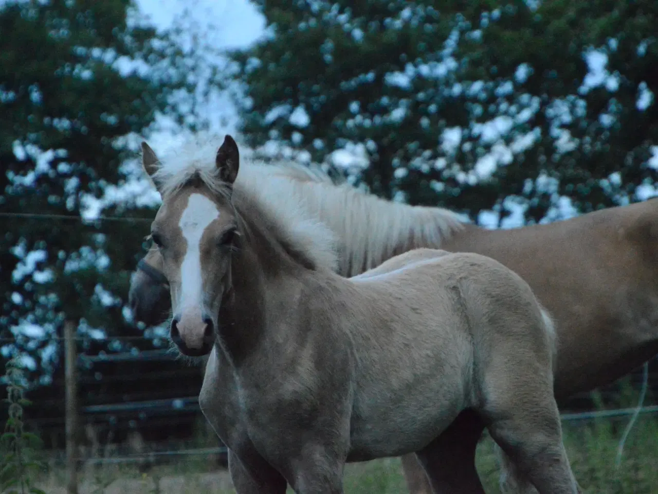 Billede 6 - Haflinger føl til salg