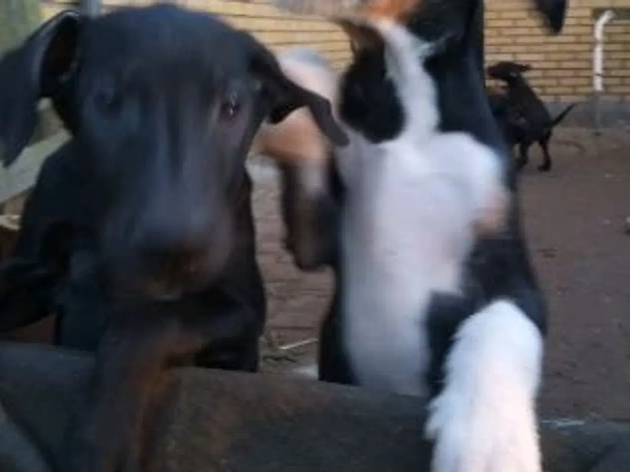 Billede 2 - Søde og aktive Dobermann blandingshvalpe