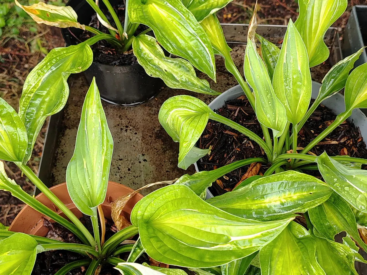 Billede 8 - Hosta i potte 