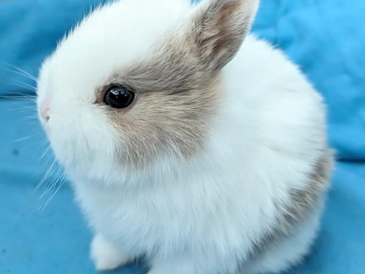 Billede 8 - Hermelin kaninunge sælges