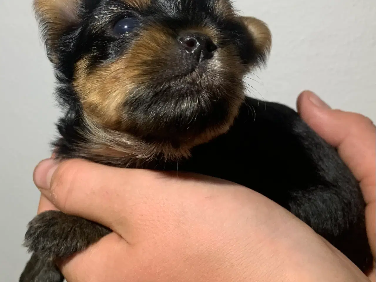 Billede 6 - Yorkshire terrier 