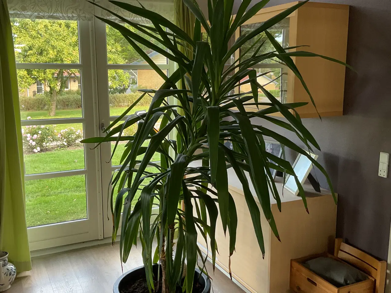 Billede 2 - Yucca elephantipes