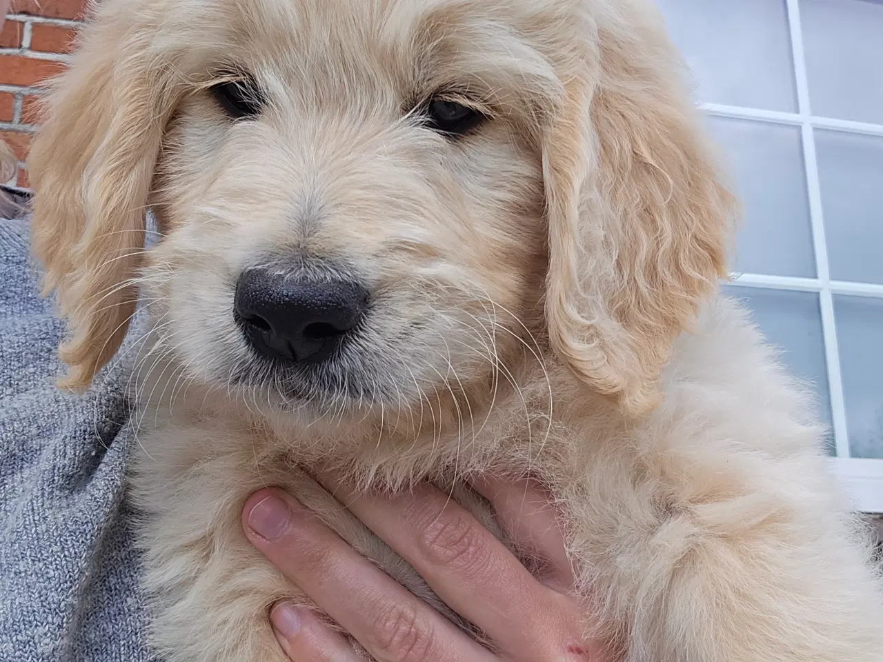 Billede 7 - Goldendoodle han