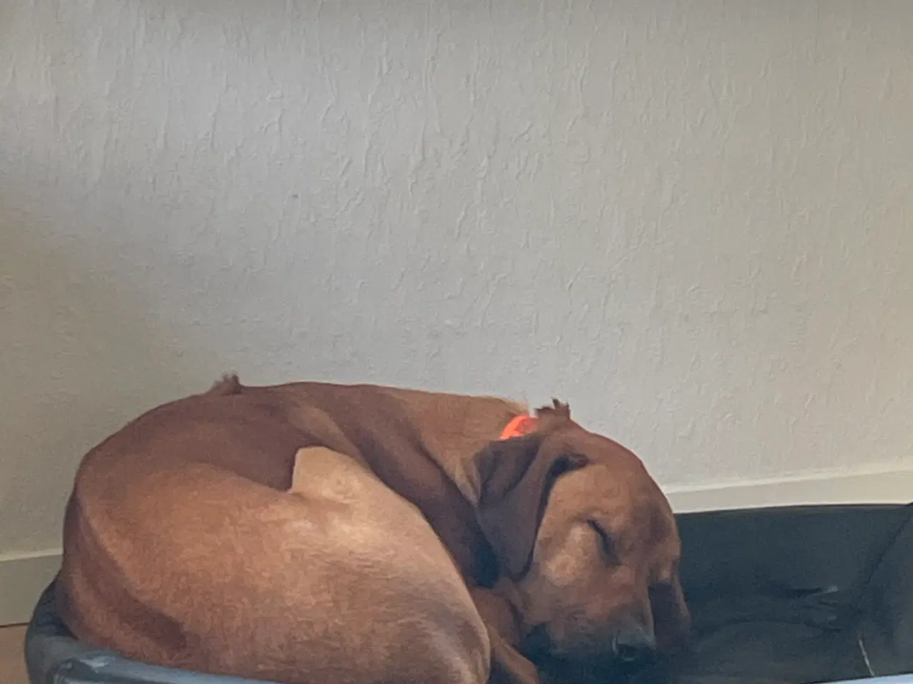 Billede 3 - Hund - Rhodesian Ridgeback