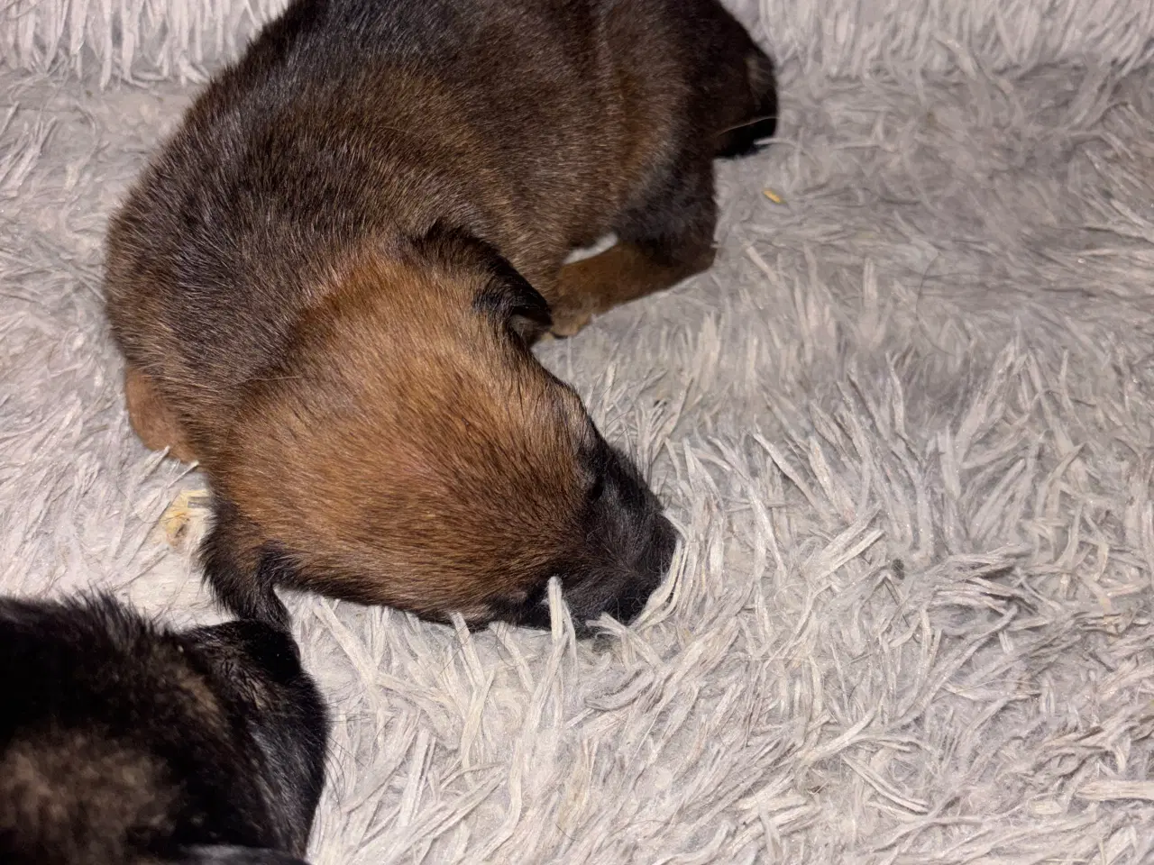 Billede 3 -  🐾 Schæfer/rottweiler hvalpe