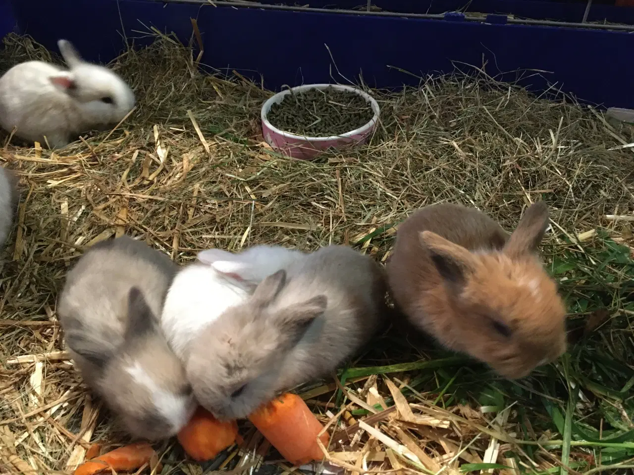 Billede 5 - Lille Valde er nu klar til at komme videre