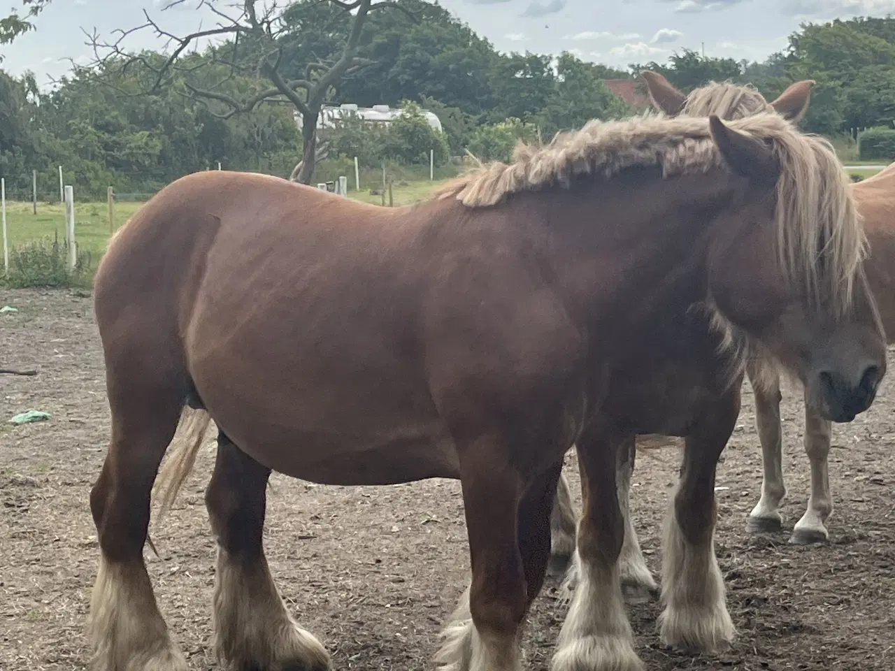 Billede 2 - Jysk hingst