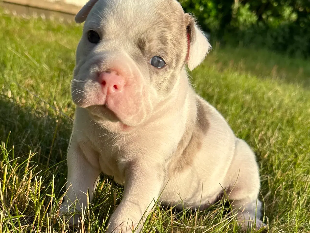 Billede 6 - Old English bulldog hvalpe