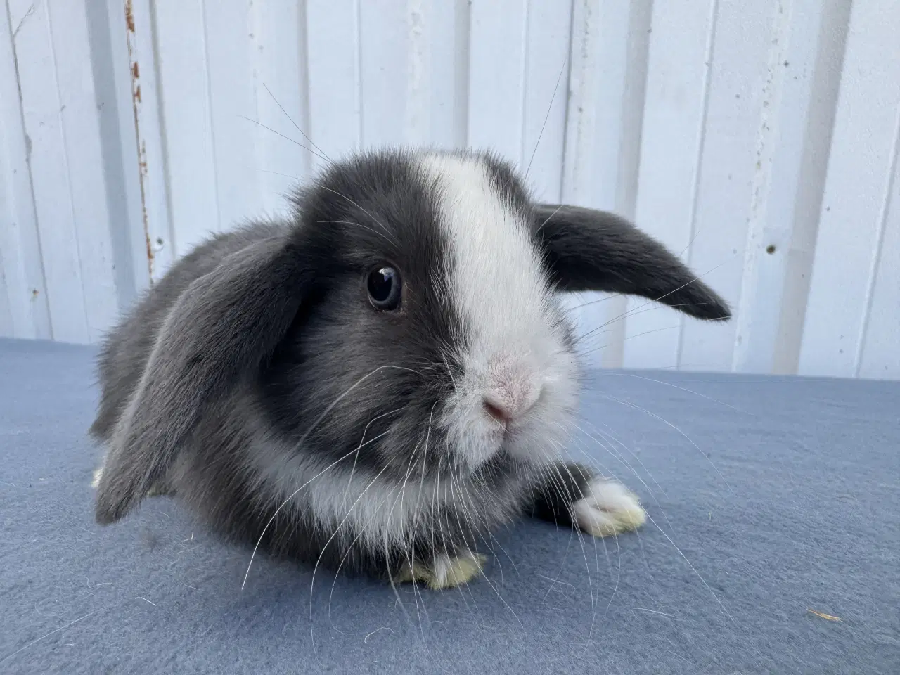 Billede 2 - Dværgvædder hunkanin