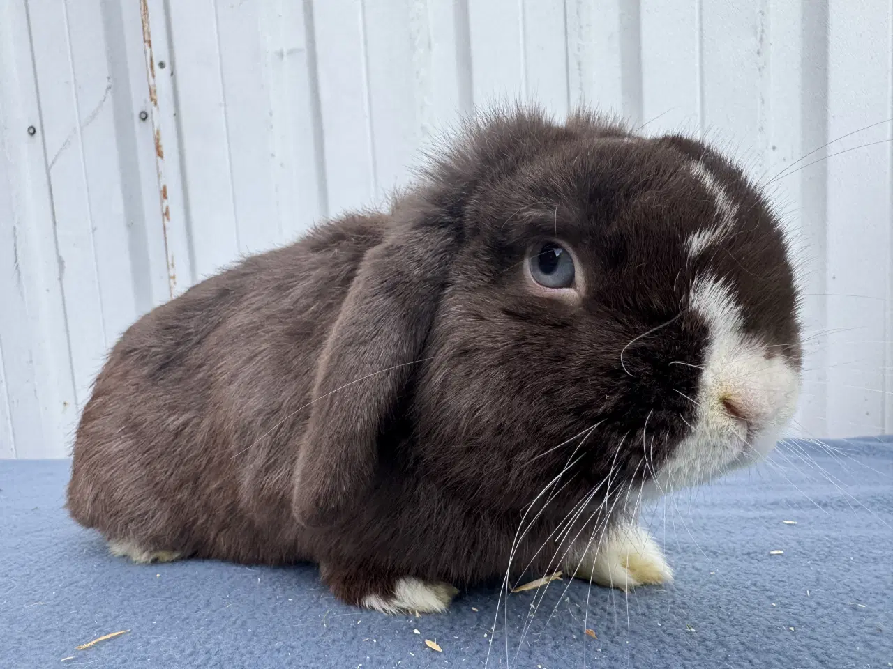 Billede 2 - Dværgvædder hankanin 2 år
