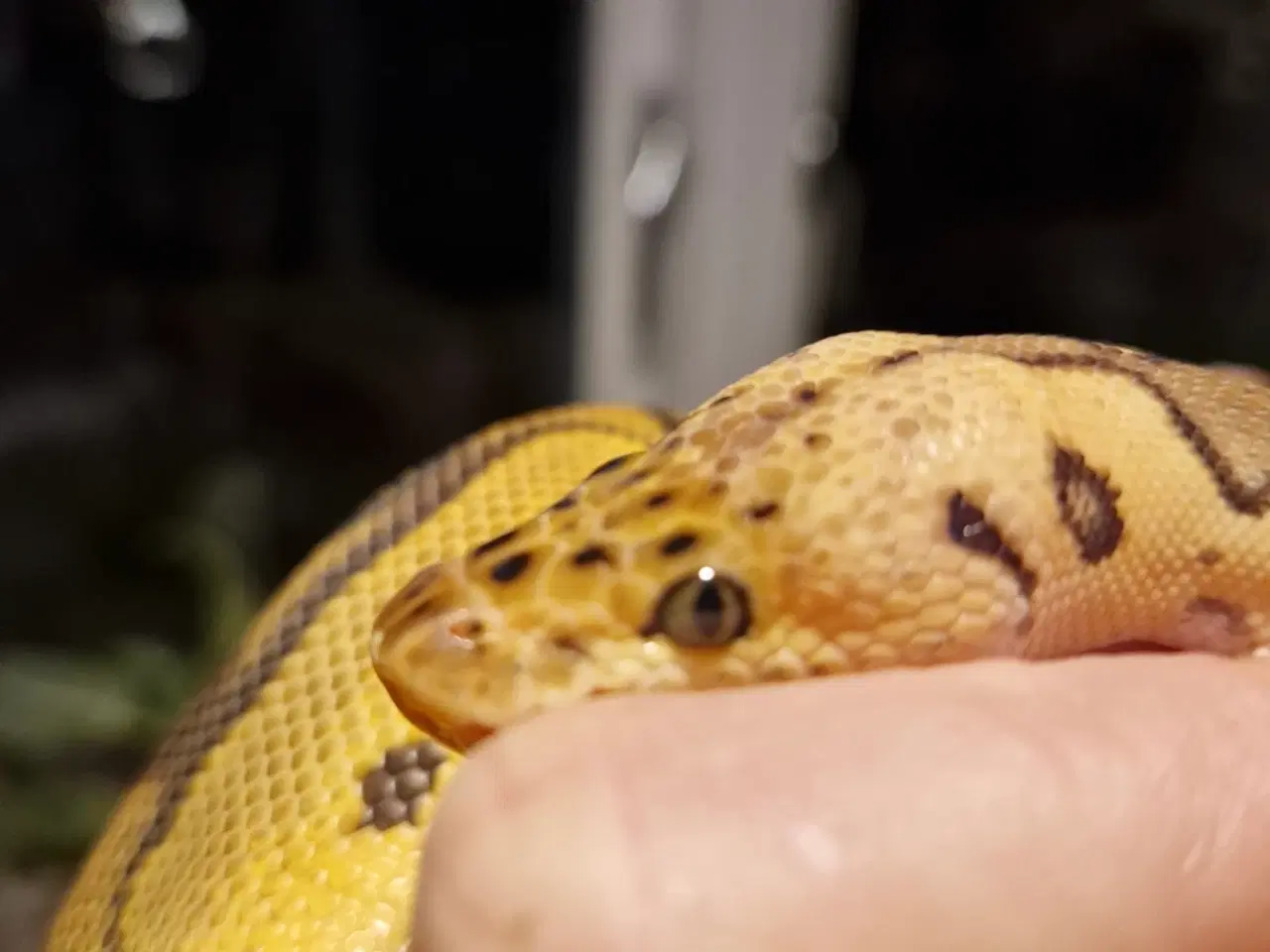 Billede 5 - Kongepython 1.0