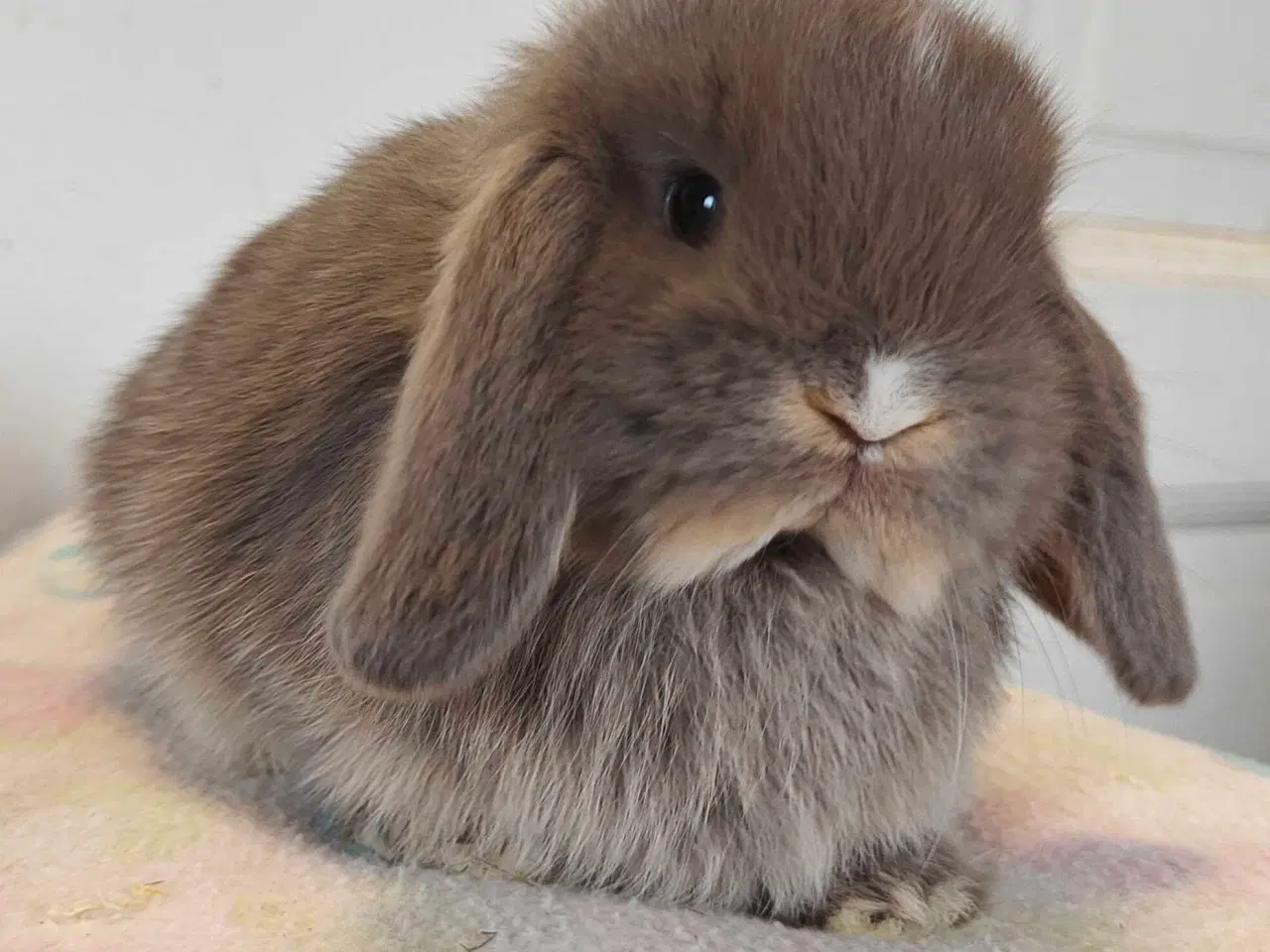 Billede 10 - Minilop