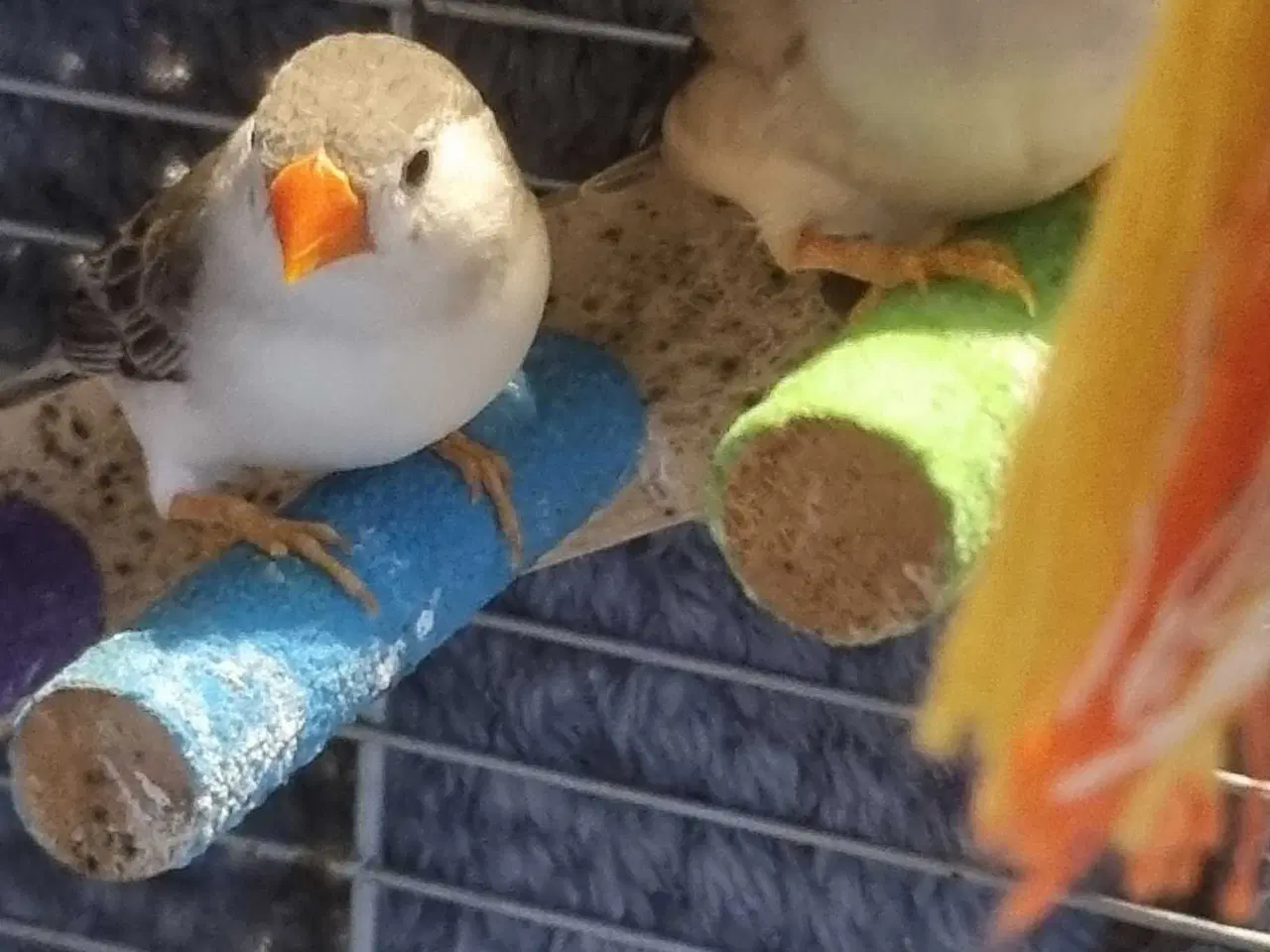 Billede 1 - Zebrafinker gives bort