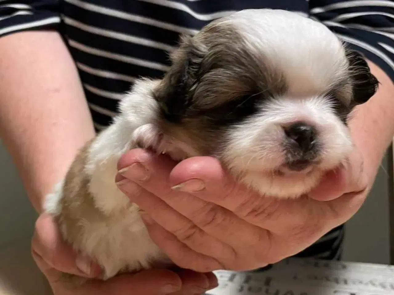 Billede 15 - Skønne blandings hvalpe