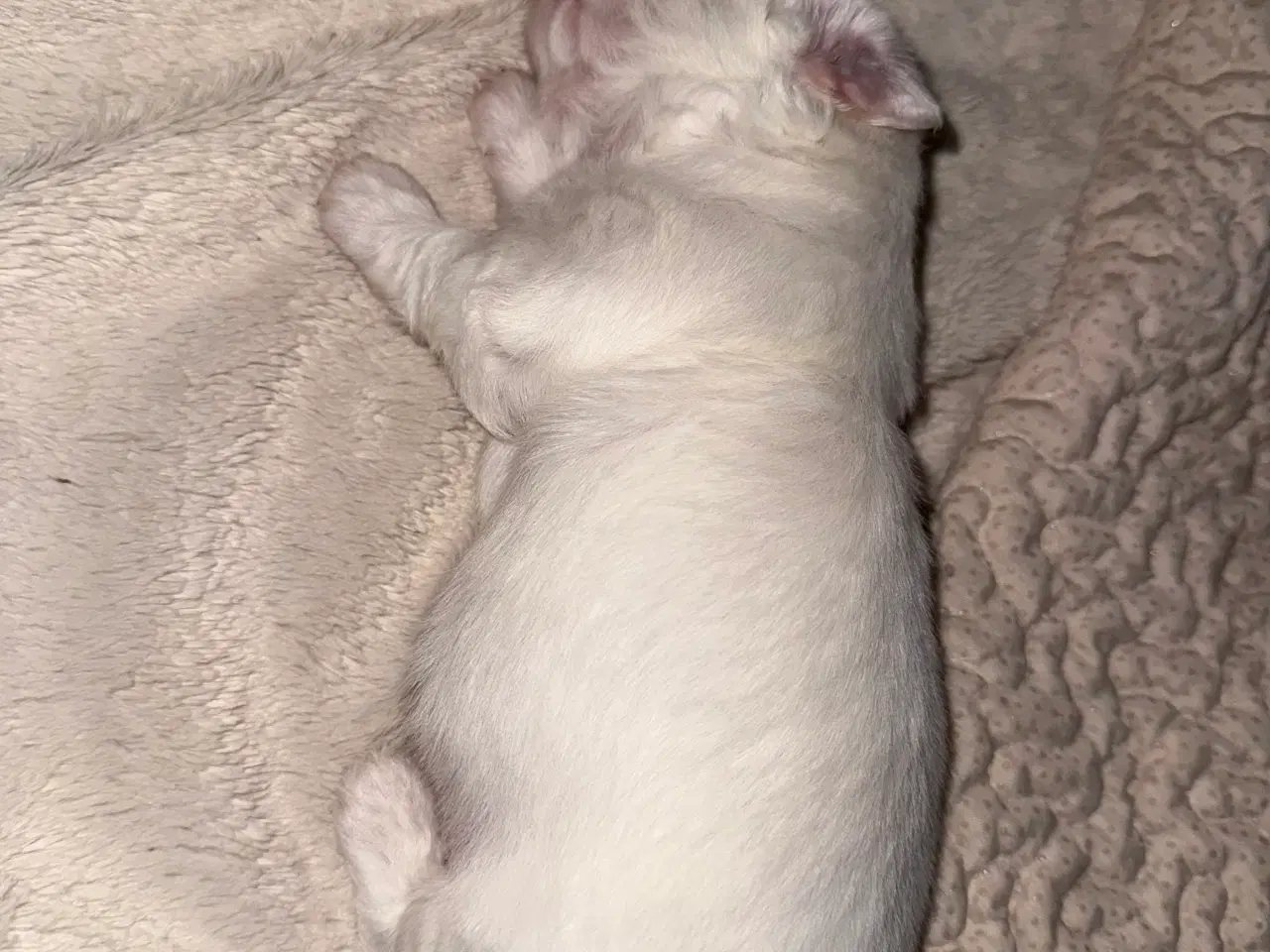 Billede 5 - Malteser/coton blanding