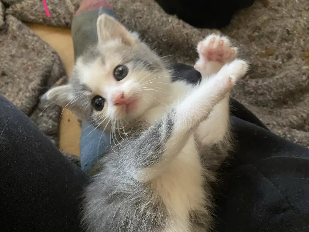 Billede 3 - Dejlige killinger salgs klar d.8-6-26