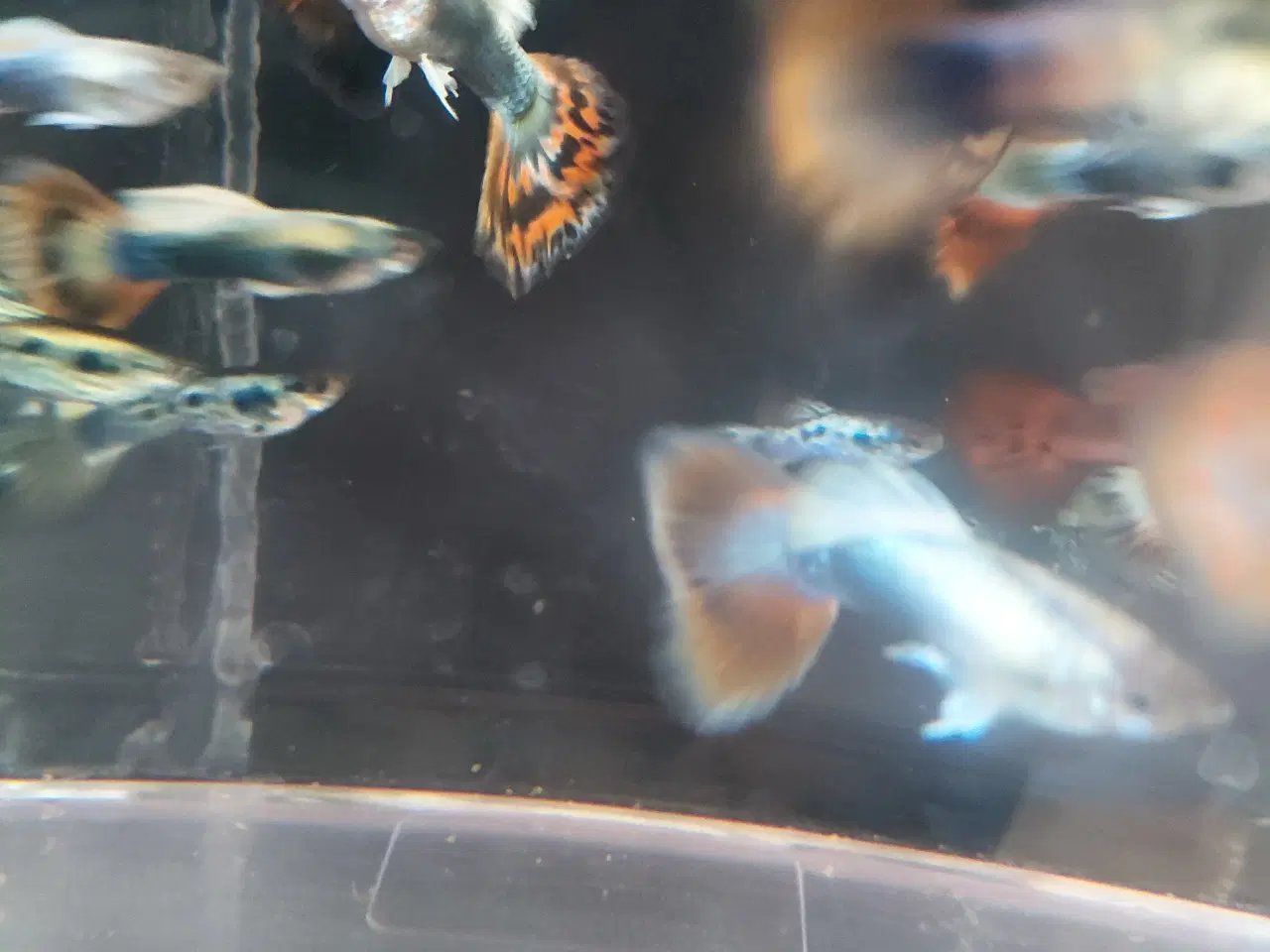 Billede 4 - Guppy 