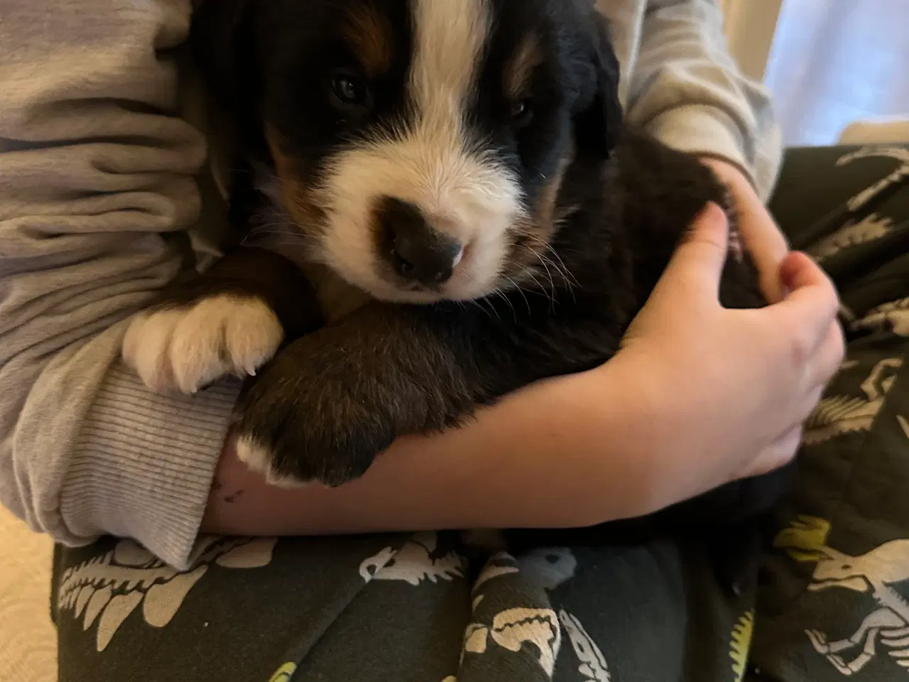 Billede 4 - Sødeste bamser sælges