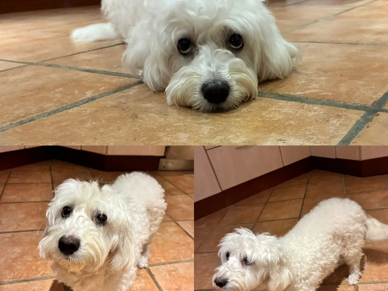 Billede 8 - Bichon maltesere 